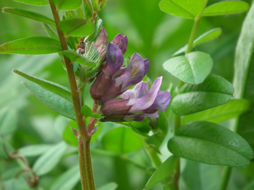 Vicia sepium / Veccia silvana